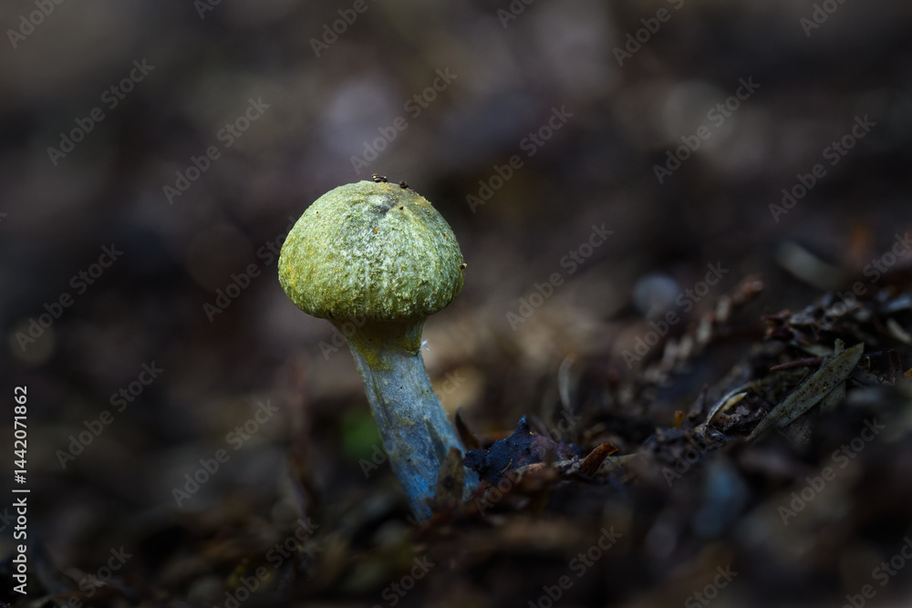 A green fungus Cortinarius growing on the forest ground. Auckland.