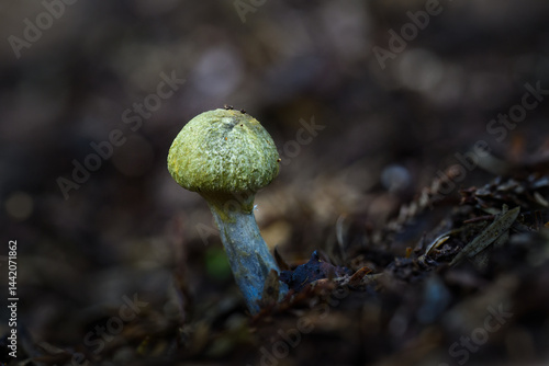 Obraz na płótnie A green fungus Cortinarius growing on the forest ground. Auckland. w salonie