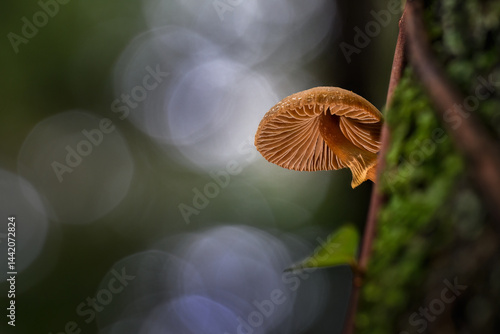 A small brown fungus Descolea sp. growing on tree trunk in the forest. Auckland.