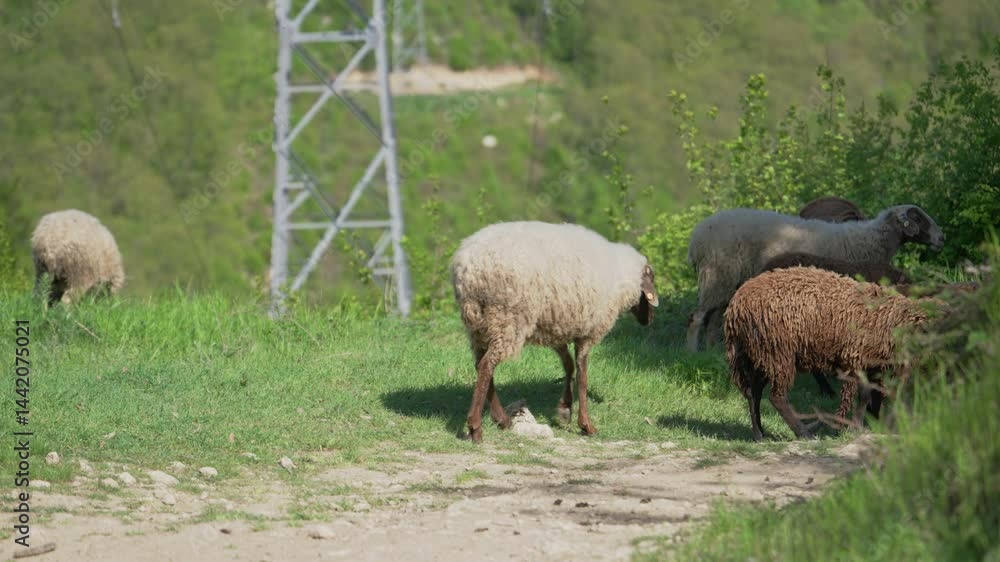 Sheep limping struggle to walk with injured leg, sick sheep trying to walk. Euthanasia of small cattle Sheep limping struggle to walk with injured leg, sick sheep trying to walk. Euthanasia of small cattle