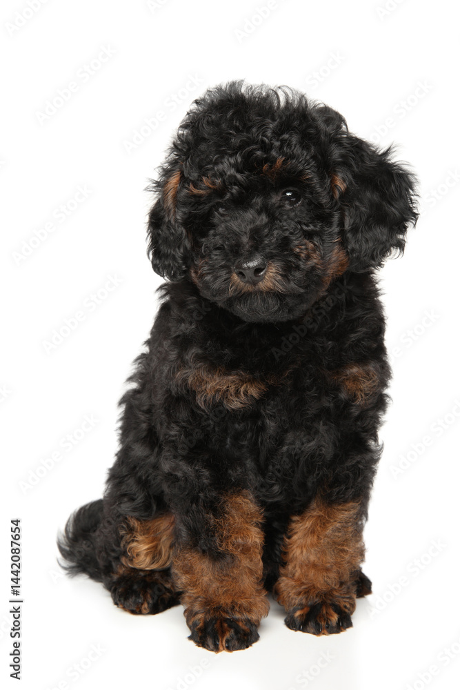 Charming phantom toy poodle puppy with curly black and tan coat sitting calmly on white background Charming phantom toy poodle puppy with curly black and tan coat sitting calmly on white background