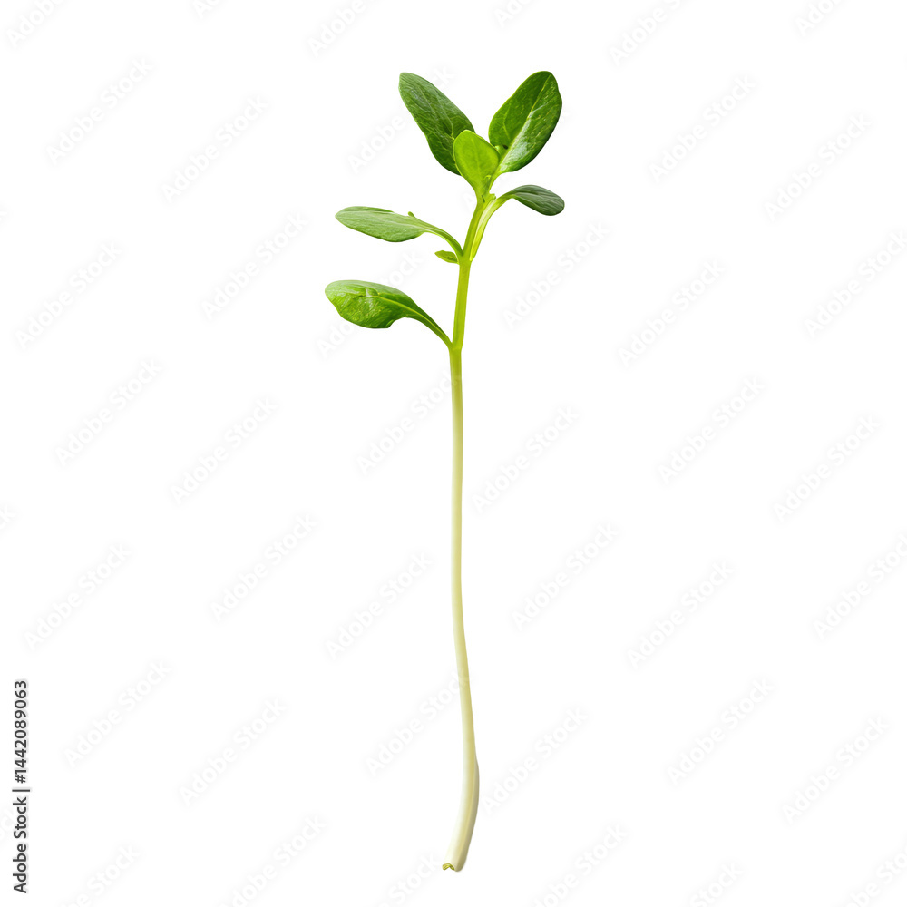 Obraz premium Young green sprout emerging from soil on a clean transparent background in a minimalistic style, Young sprout on transparent background
