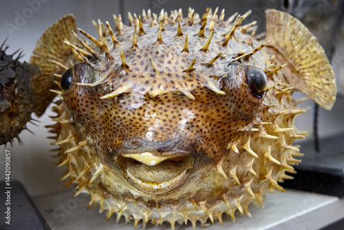 Taxidermied Porcupinefish with Prominent Spikes and Large Eyes. Detailed view showcasing the defensive spines and coloration of the stuffed fish.