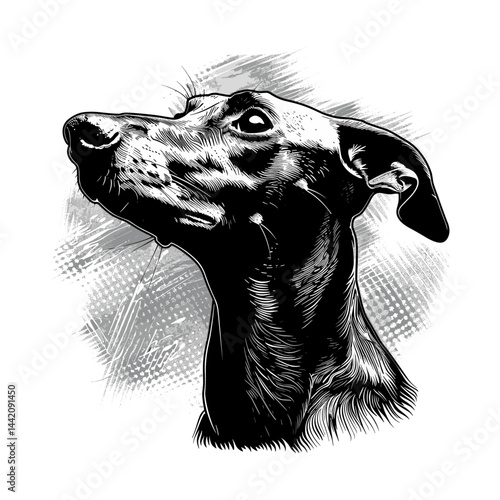 Black greyhound vector art, minimalistic dog illustration, vintage engraving sketch, trendy sighthound design, classic pet artwork, retro canine print, stylish dog wall art