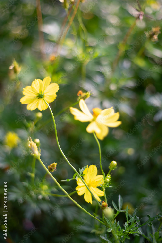Cosmos flowers, in general, are often associated with joy, peace, and modesty. The vibrant colors of sulfur cosmos can also symbolize energy and enthusiasm.
Growing Conditions: Cosmos flowers, in general, are often associated with joy, peace, and modesty. The vibrant colors of sulfur cosmos can also symbolize energy and enthusiasm.
Growing Conditions: