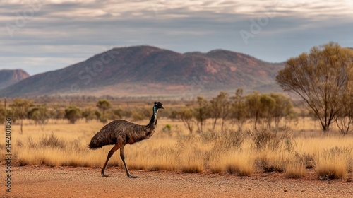 Emu in the Australian Outback: A Majestic Wanderer