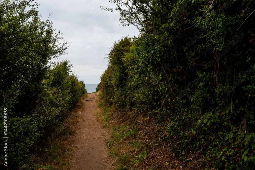 Fototapeta premium Chemin arboré en bord de mer. Sentier des douaniers. Saint-Cast