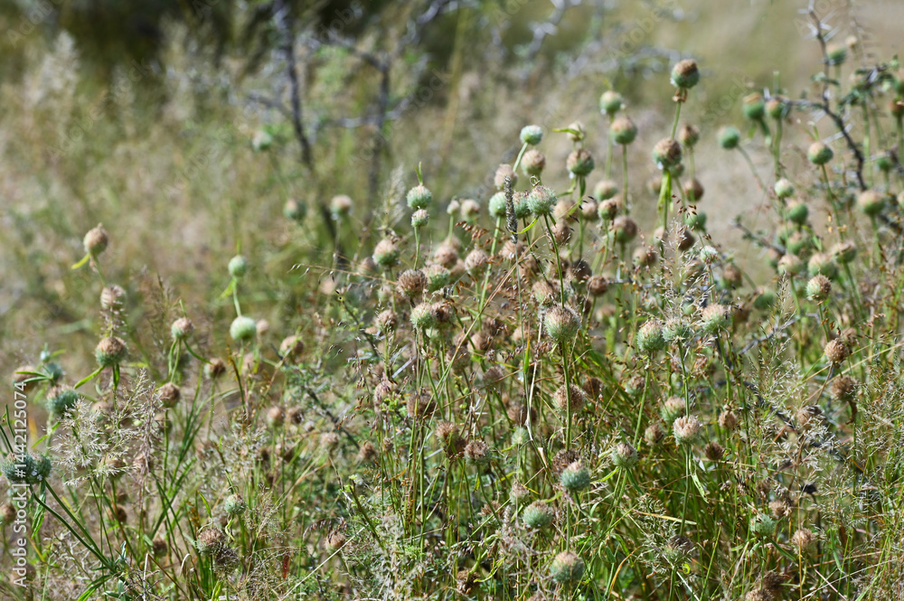 Plantes sauvages à boules épineuses en Namibie Plantes sauvages à boules épineuses en Namibie