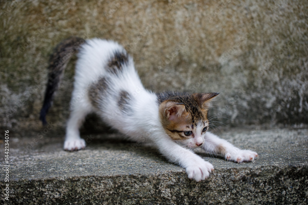 Fototapeta premium Stretching white stray kitten on concrete