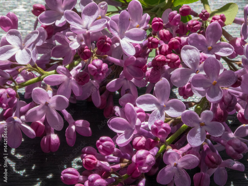 Fragrant Lilac Flowers on Weathered Wood Fragrant Lilac Flowers on Weathered Wood