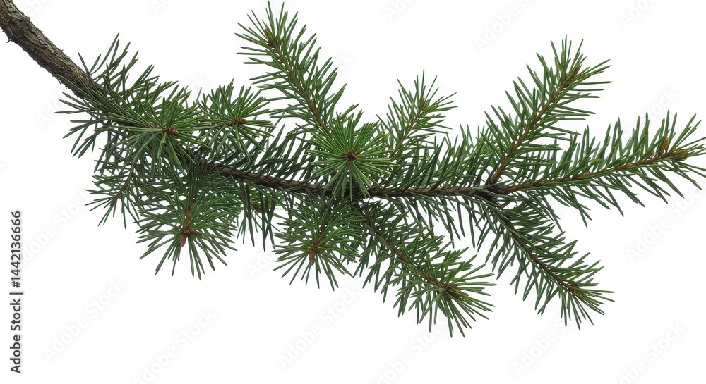 A detailed view of a pine branch with green needles against a plain white studio background image A detailed view of a pine branch with green needles against a plain white studio background image