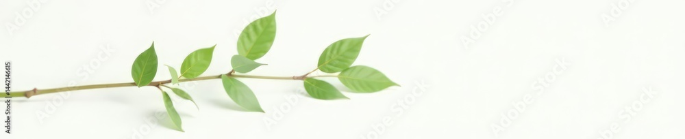 Obraz premium Single tree branch with leaves isolated on a clean white surface, minimalist, isolated