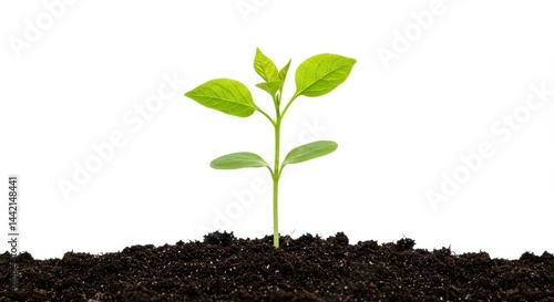 Wallpaper Mural A small green plant growing in dark soil against a plain white background studio shot closeup view image Torontodigital.ca