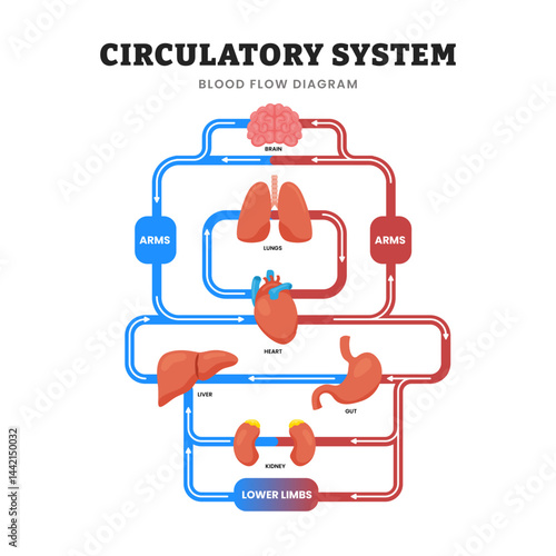 Circulatory system, educational medical poster design healthcare scheme, labeled Human bloodstream.Circulation in lungs in pulmonary, arms, brain, lungs, heart, gut, liver, kidney.