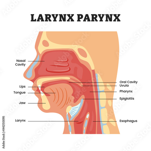 Larynx Pharynx structure anatomy oral diagram, educational medical poster design healthcare scheme, labeled nasal cavity, oral cavity uvula, epiglottis, esophagus, jaw, tongue. Posteriorly esophagus.