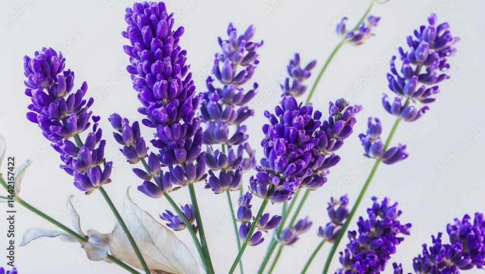 Naklejka premium Sprigs of blossoms isolated against a white backdrop.