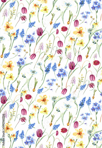 Blue muscari, fritillary, daffodils, hyacinth, Easter spring flowers background. Stock illustration. Hand painted in watercolor.
