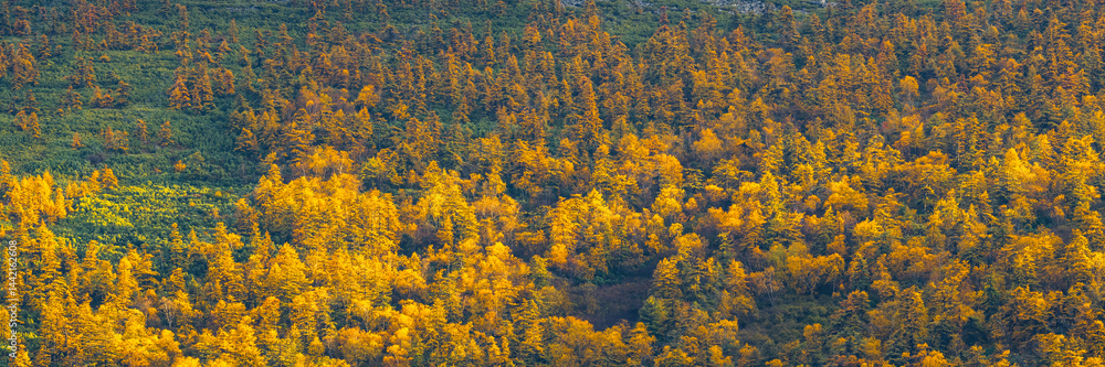 Beautiful panoramic autumn landscape. View of the larch forest on the mountainside. Yellowed autumn larch trees and thickets of evergreen dwarf pine. Fall season. Great for backgrounds and designs.