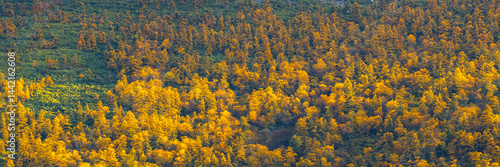 Obraz na płótnie Beautiful panoramic autumn landscape. View of the larch forest on the mountainside. Yellowed autumn larch trees and thickets of evergreen dwarf pine. Fall season. Great for backgrounds and designs. w salonie