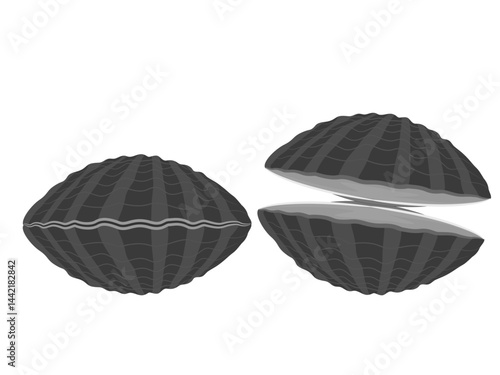Clams on a white background.