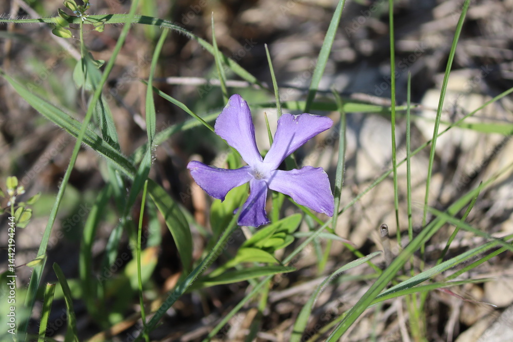 spring crocus flowers