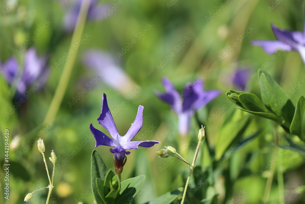purple flowers in the garden