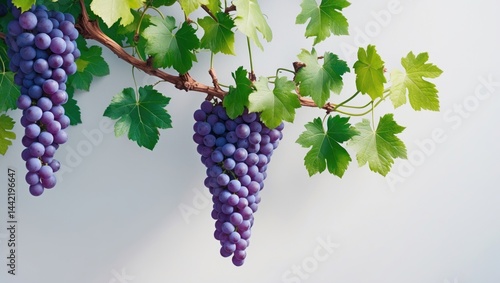 Wallpaper Mural Branch of blue grapes along with vine leaves set against a background Torontodigital.ca