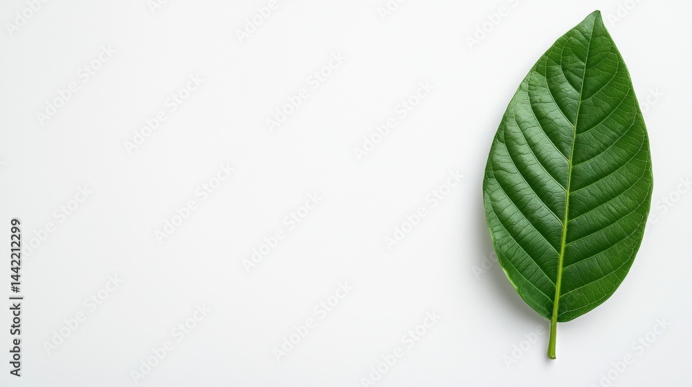 A single green leaf on a white background. A single green leaf on a white background.