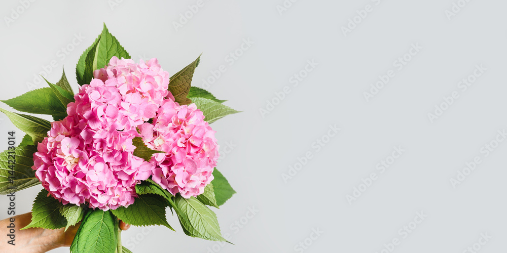 Bouquet of pink hydrangea flower on pastel gray background. Creative banner in minimal style. Greeting card for Mother day with copy space.