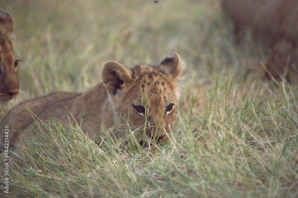 Obraz premium Lions cubs in wild savanna , Animal of africa