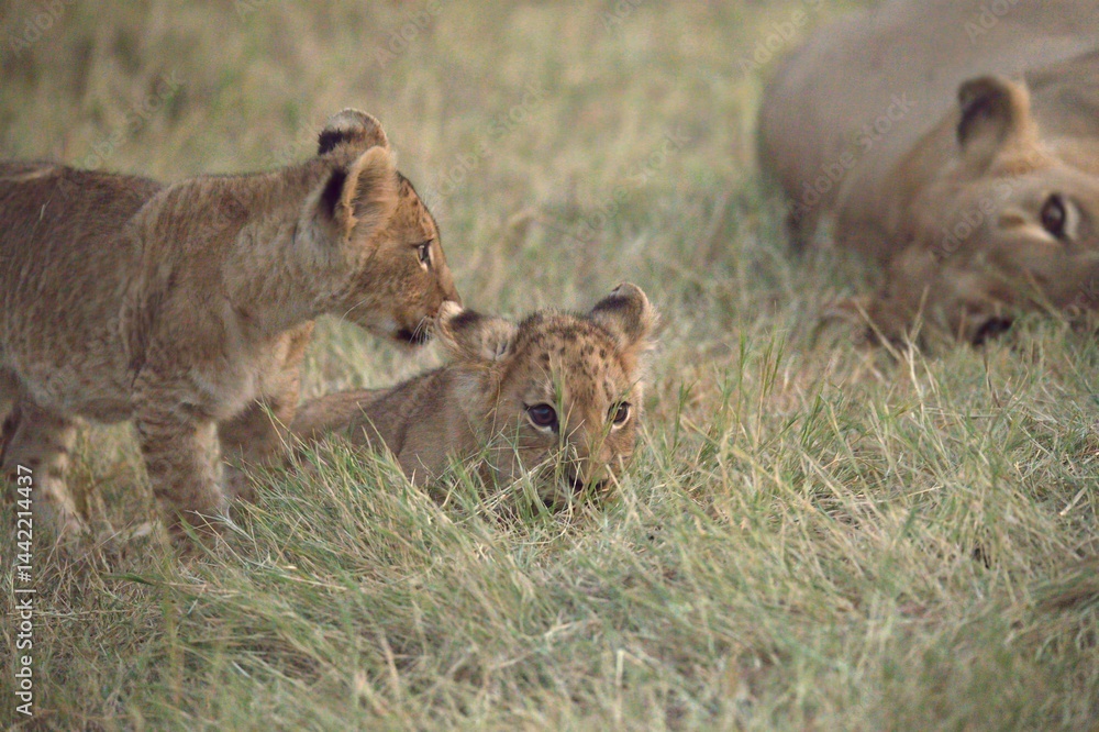 Fototapeta premium Lions cubs in wild savanna , Animal of africa