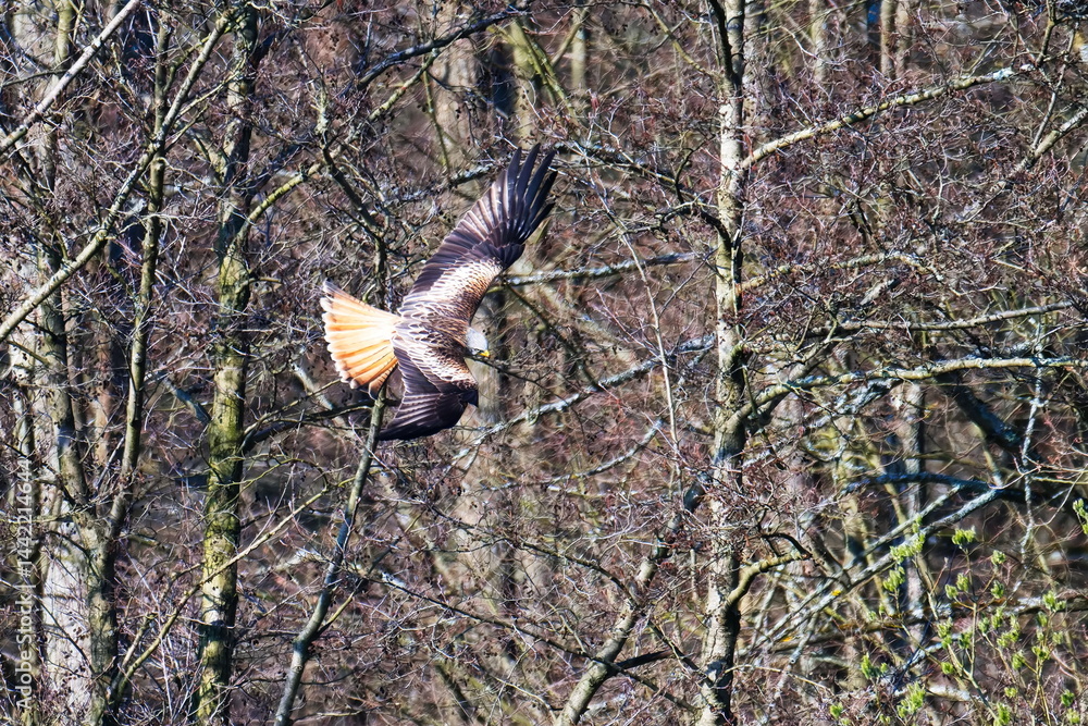 Rotmilan (Milvus milvus) bei der Jagd