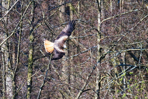 Obraz na płótnie Rotmilan (Milvus milvus) bei der Jagd w salonie