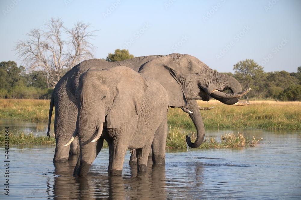 Fototapeta premium Elephant in wild savanna , Animal of africa
