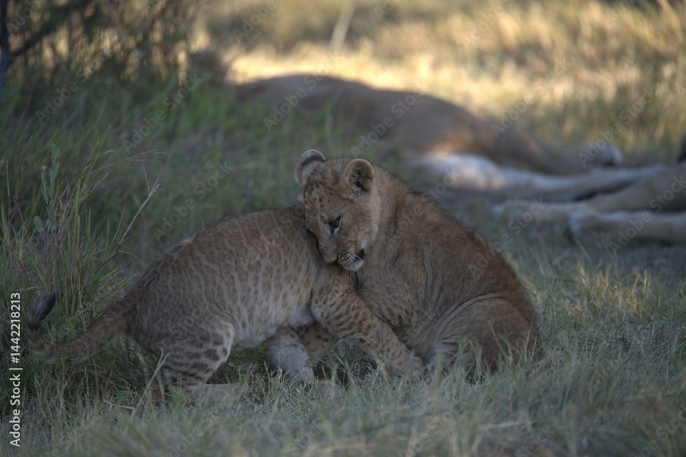 Obraz premium Lions cubs in wild savanna , Animal of africa