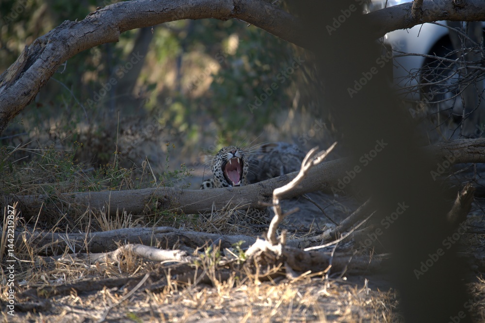 Naklejka premium Leopard in wild savanna , Animal of africa