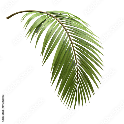 palm tree isolated on white