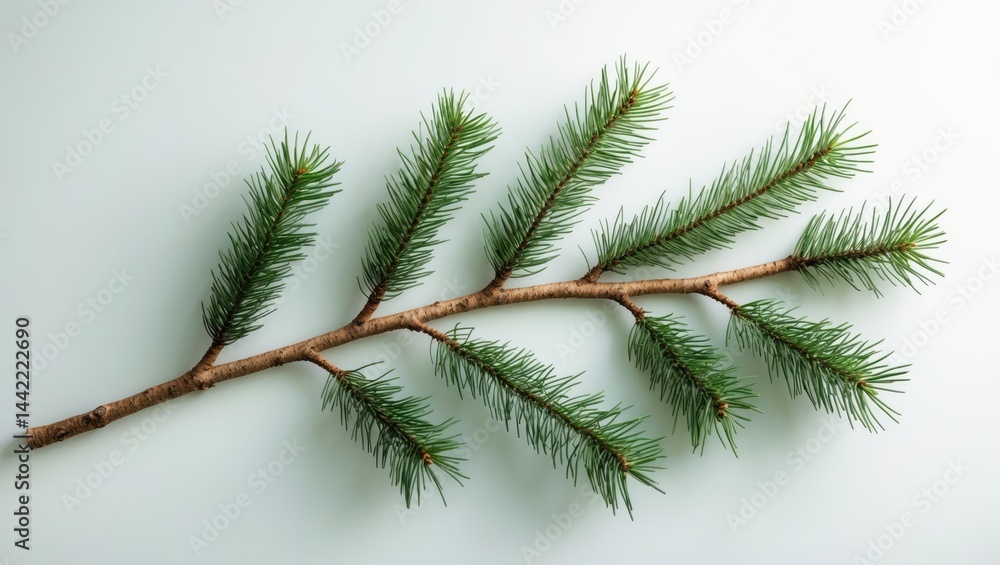 springtime pine set on a white background springtime pine set on a white background