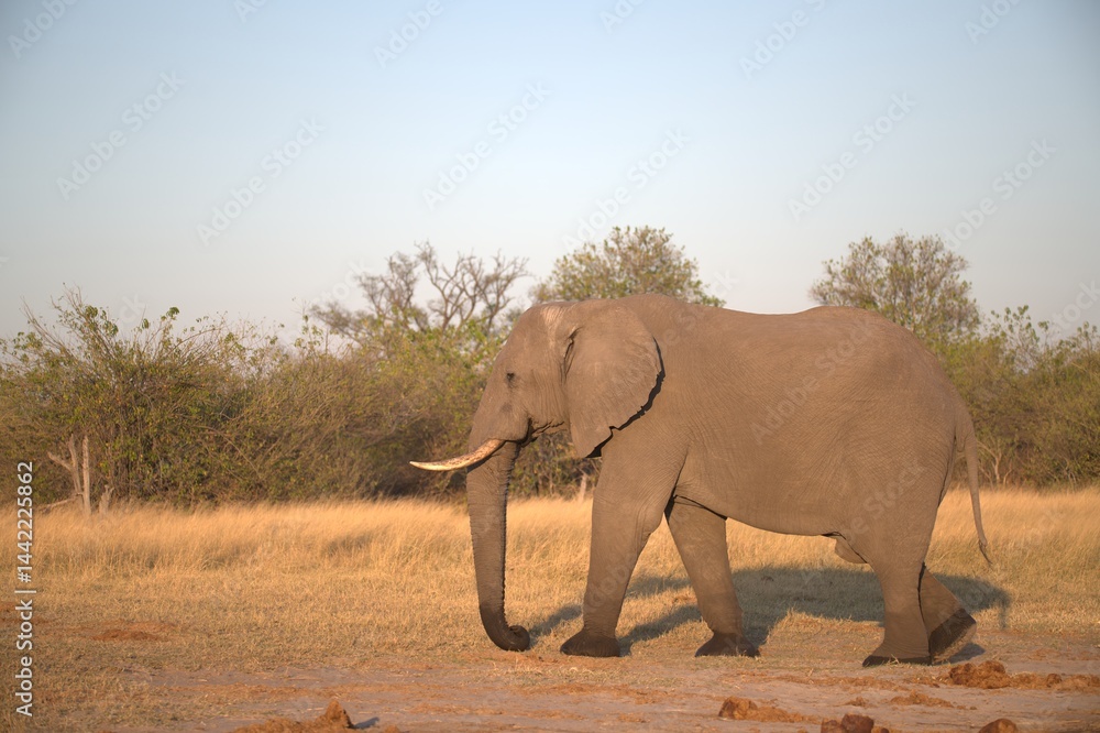 Obraz premium Elephant in wild savanna , Animal of africa