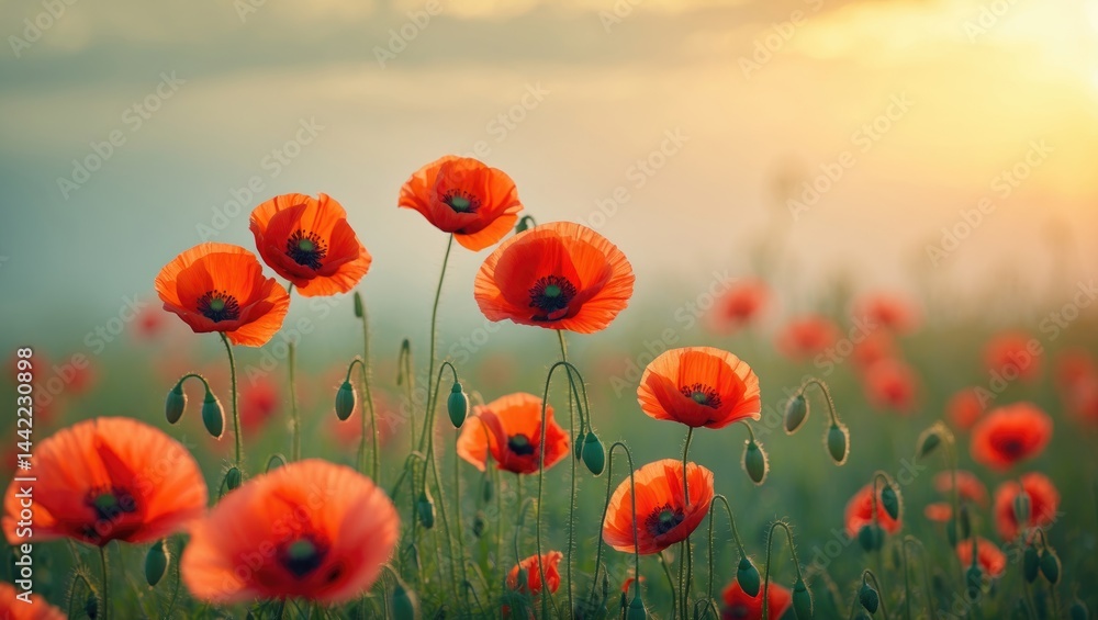 Fototapeta premium Poppies blooming at sunset in a field