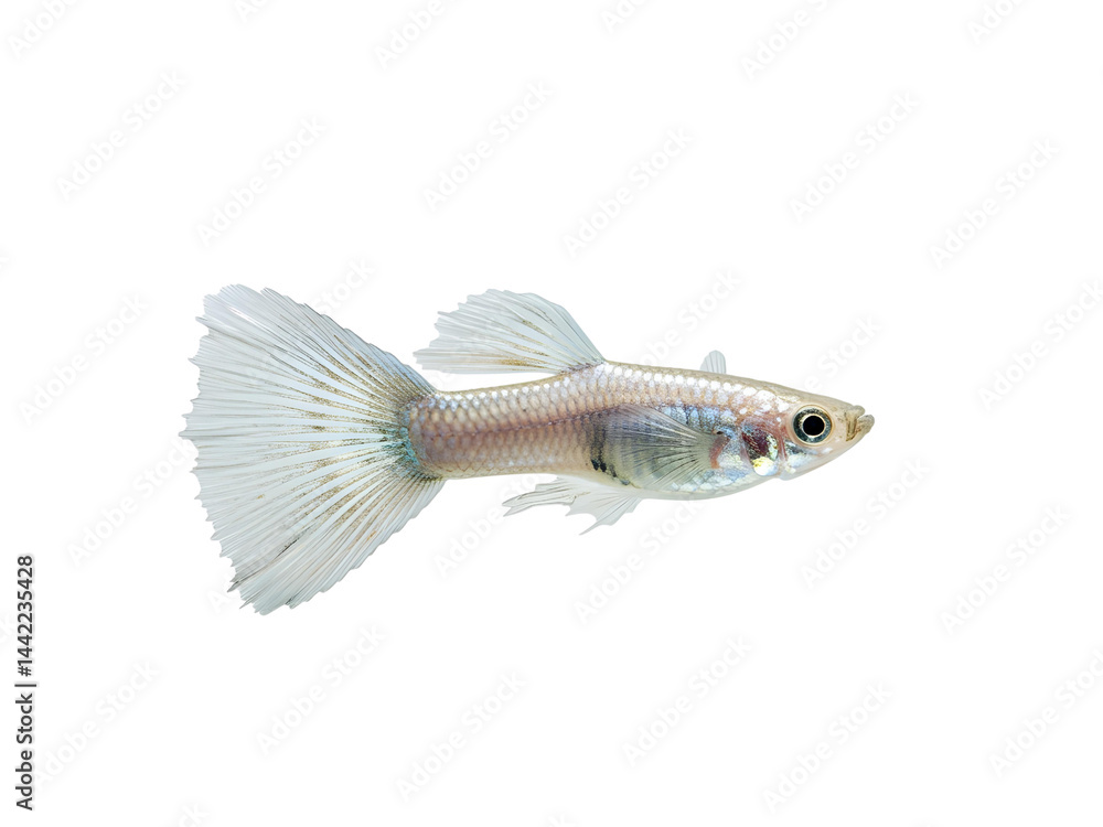 Fototapeta premium Guppy fish isolated on transparent background