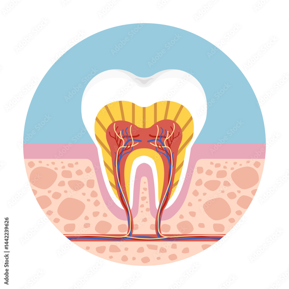 Cross section of human tooth showing dental anatomy, root canal, nerve, and enamel for medical or educational use. Vector illustration isolated on white background. Cross section of human tooth showing dental anatomy, root canal, nerve, and enamel for medical or educational use. Vector illustration isolated on white background.