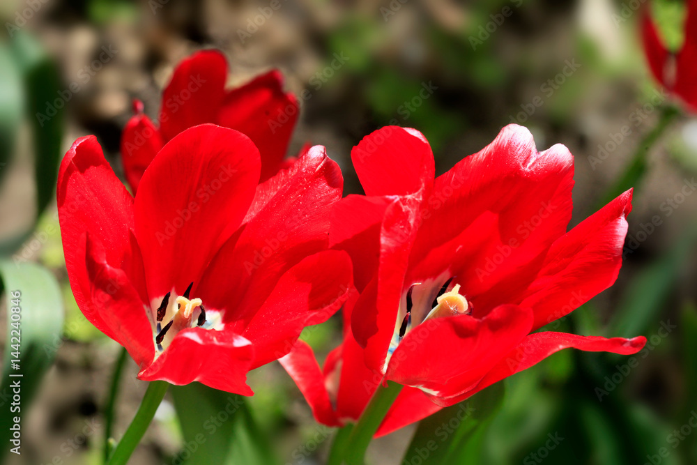 Red tulip in spring garden Red tulip in spring garden