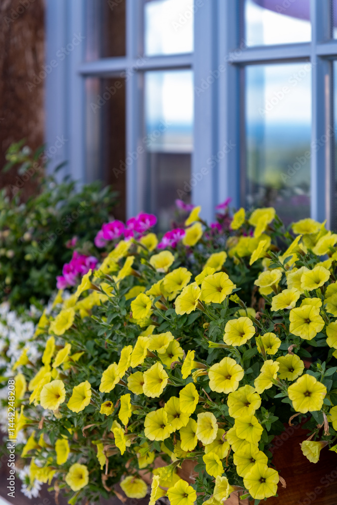 Vibrant Flower Boxes Perfectly Enhancing the Outdoor Charm and Appeal of Any Space