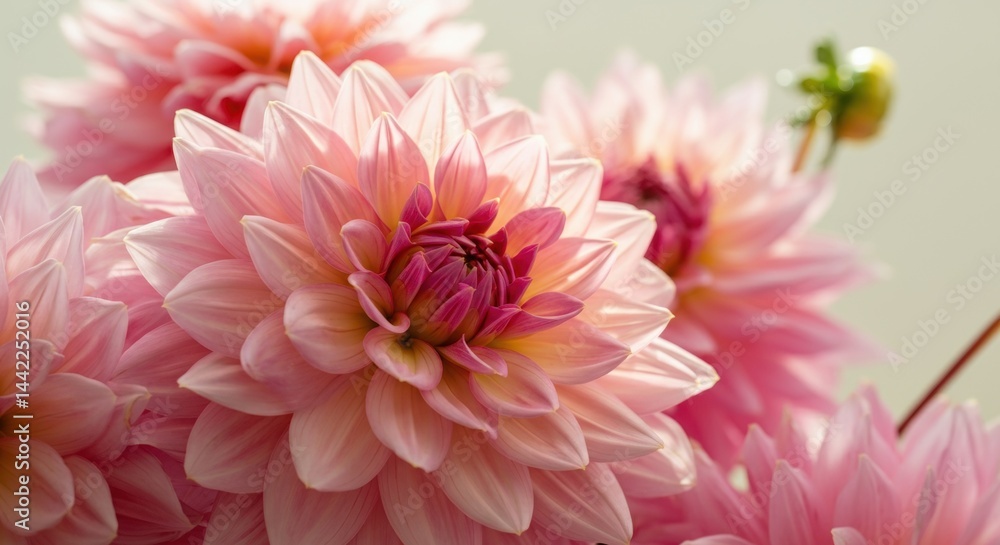 Close-up of delicate pink dahlias in bloom against a soft background Close-up of delicate pink dahlias in bloom against a soft background