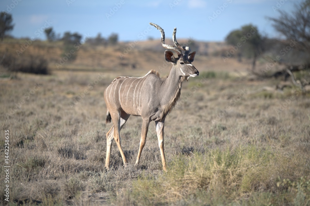 Fototapeta premium kudu in wild savanna , Animal of africa