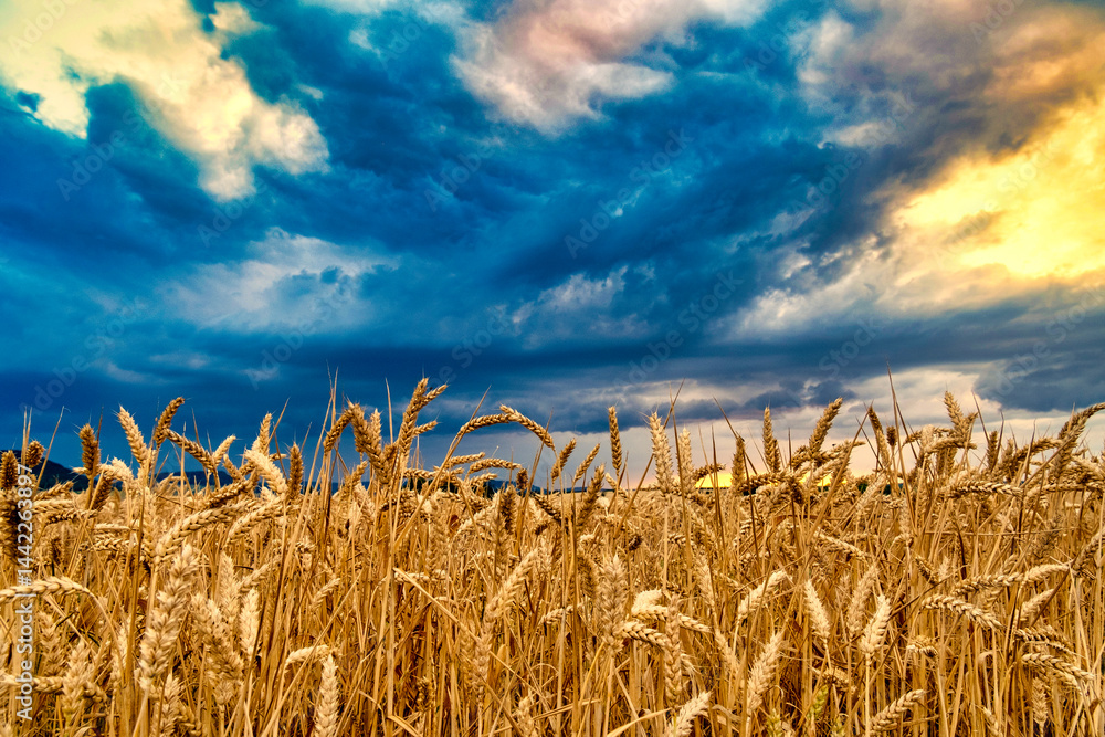 View of a wheat field against a beautiful sunset sky. Rural landscapes landscapes under bright sunlight.