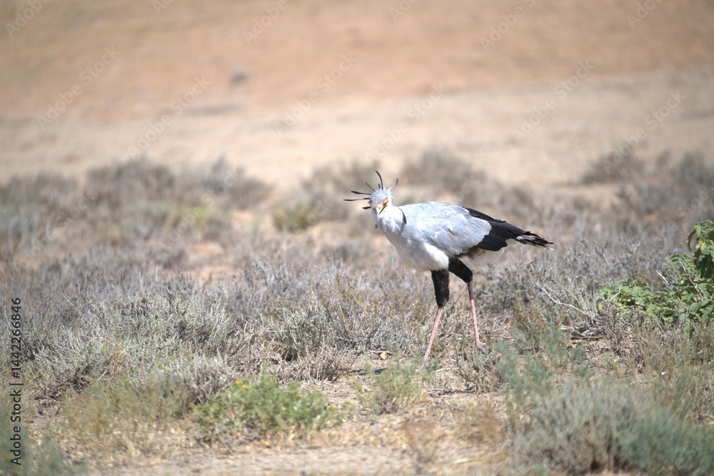 Fototapeta premium bird in wild savanna , Animal of africa