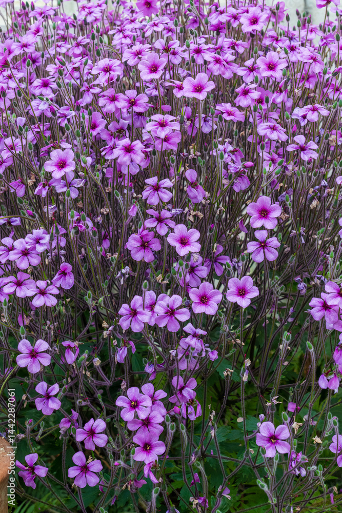 Naklejka premium Geranium maderense, known as giant herb-Robert or the Madeira cranesbill, is a species of flowering plant in the family Geraniaceae, native to the island of Madeira