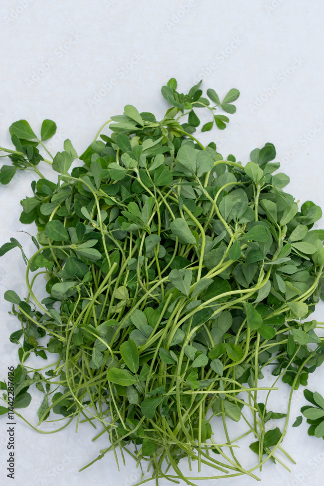 Fototapeta premium Freshly harvested fenugreek, methi leaves, clover-like herb native to the Mediterranean region, white background